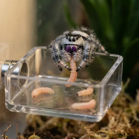Futterschale für Springspinnen – magnetisch und glasklar