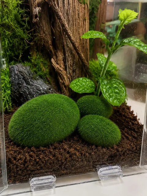 Moossteine fürs Terrarium (3er-Set)
